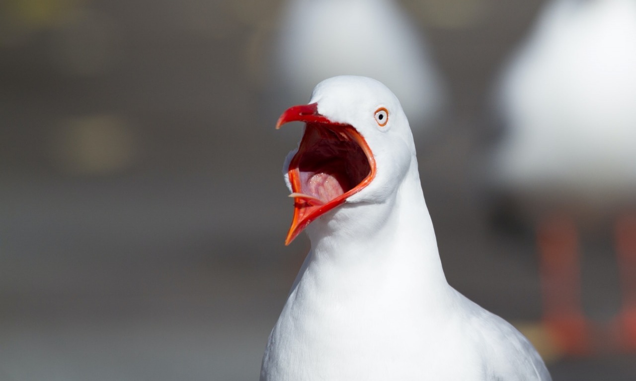 I messaggi sonori nel mondo animale