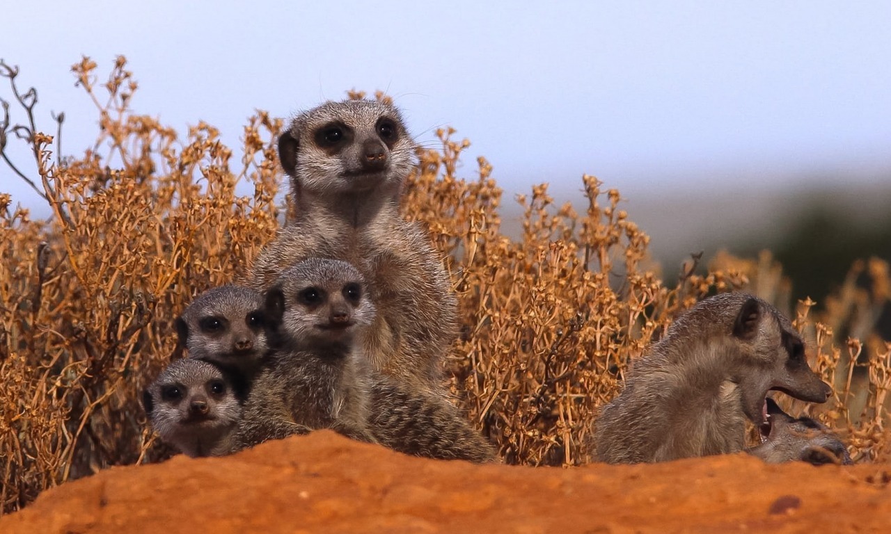 Tenerezze e crudeltà nelle famiglie degli animali