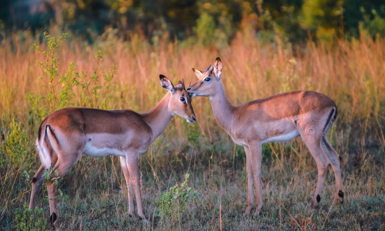 L'amore tra gli animali