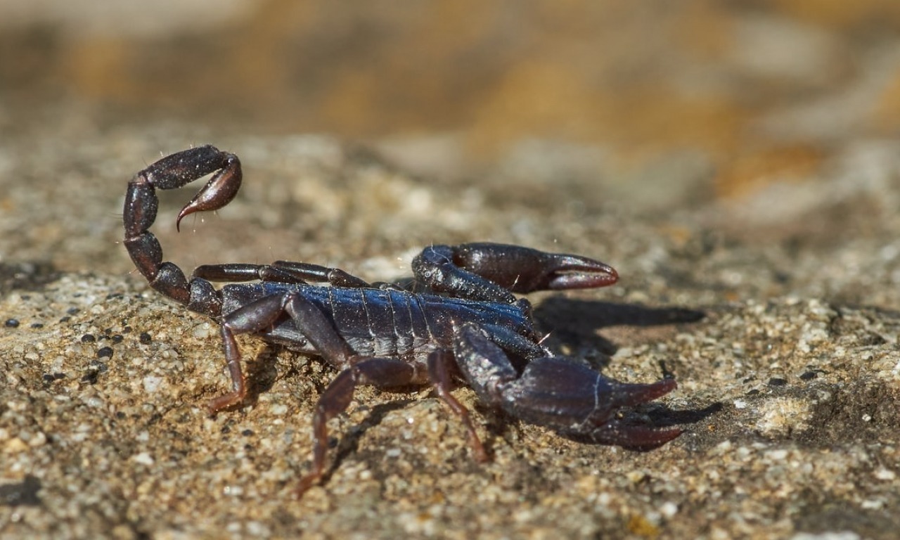 I borgia della natura